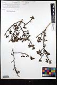 Ceanothus verrucosus image