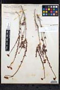 Eriogonum fasciculatum var. flavoviride image