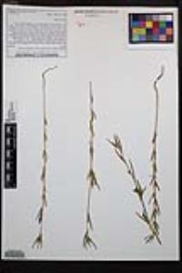 Clarkia purpurea image