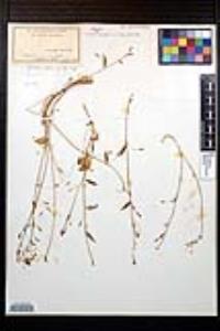 Lopezia clavata image