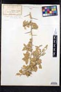 Sarcomphalus obtusifolius image