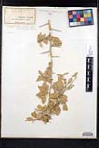 Sarcomphalus obtusifolius var. canescens image