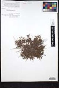 Plagiobothrys collinus image