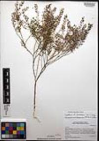 Lepidium lasiocarpum image