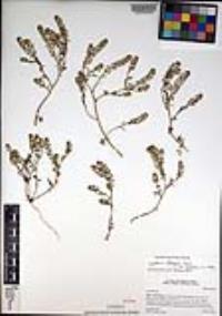 Lepidium oblongum var. insulare image