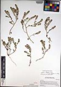 Lepidium oblongum image