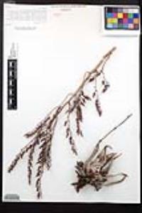 Dudleya ingens image