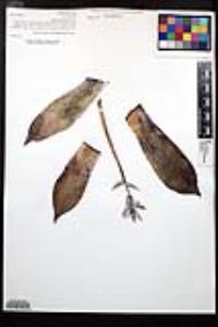 Dudleya pulverulenta image