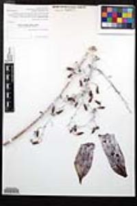 Dudleya pulverulenta image