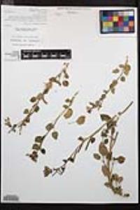 Chylismia cardiophylla image