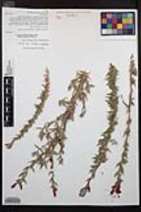 Epilobium canum image