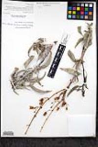 Penstemon spectabilis subsp. subinteger image