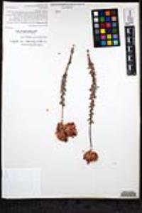 Eriogonum fasciculatum var. polifolium image
