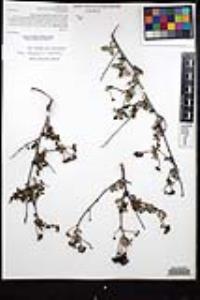Ceanothus tomentosus var. olivaceus image
