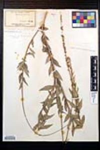 Oenothera curtiflora image