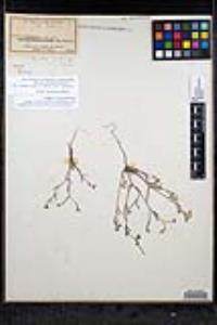 Johnstonella grayi var. cryptochaeta image