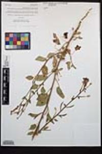 Chylismia cardiophylla image