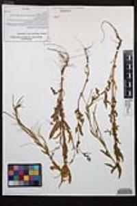 Epilobium ciliatum image