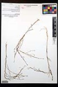 Gayophytum diffusum image
