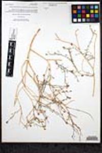 Bryantiella palmeri image
