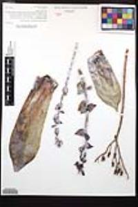 Dudleya pulverulenta image