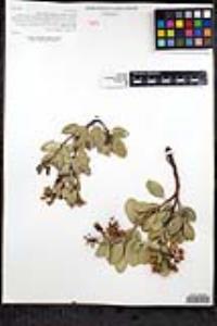 Arctostaphylos bolensis image