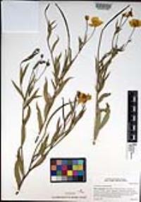Dendromecon rigida image