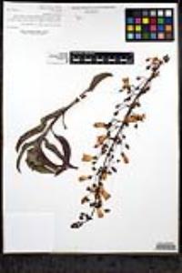 Penstemon spectabilis var. subinteger image