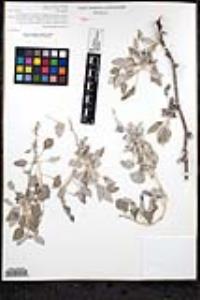Eriogonum elongatum image