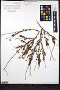 Eriogonum fasciculatum var. flavoviride image