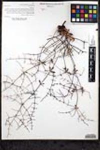Eriogonum scalare image