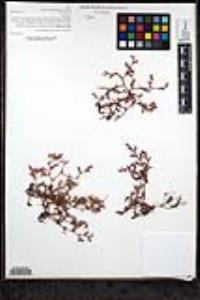 Lastarriaea coriacea image