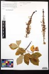 Aesculus parryi image