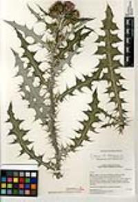 Eriogonum roseum image
