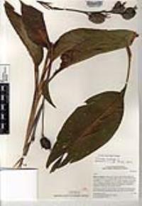 Canna indica image