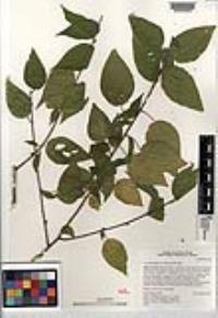 Acalypha filipes image