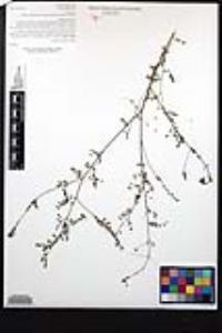 Marina capensis image