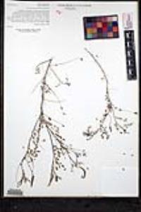 Marina capensis image