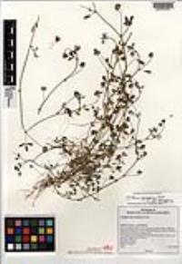 Trifolium variegatum image