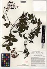 Solanum laxum image
