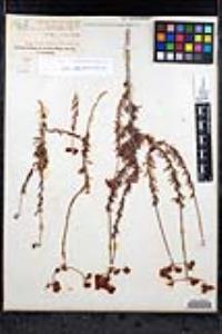 Eriogonum fasciculatum var. flavoviride image