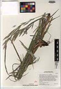 Bromus carinatus image