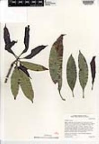 Mangifera indica image