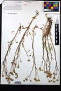 Erigeron divergens image
