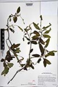 Cordia curassavica image