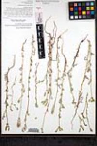 Cryptantha intermedia var. intermedia image