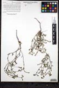 Johnstonella grayi var. cryptochaeta image