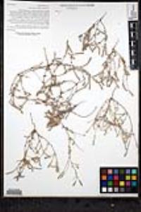 Johnstonella grayi var. cryptochaeta image