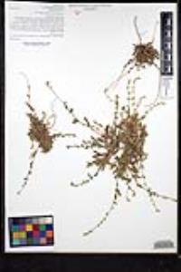 Plagiobothrys collinus image