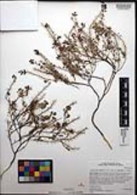 Lepidium lasiocarpum var. latifolium image